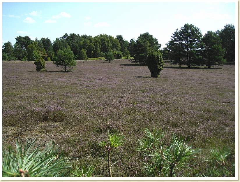 Lueneburgerheide_2009 (5)